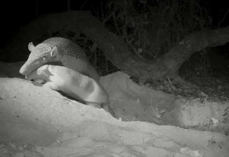 Foto: Giant Armadillo Conservation Program/ICAS