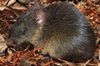 Brucepattersonius iheringi, especie morfológicamente indistinguible de B. paradisus (Foto: Gui Grazzini)